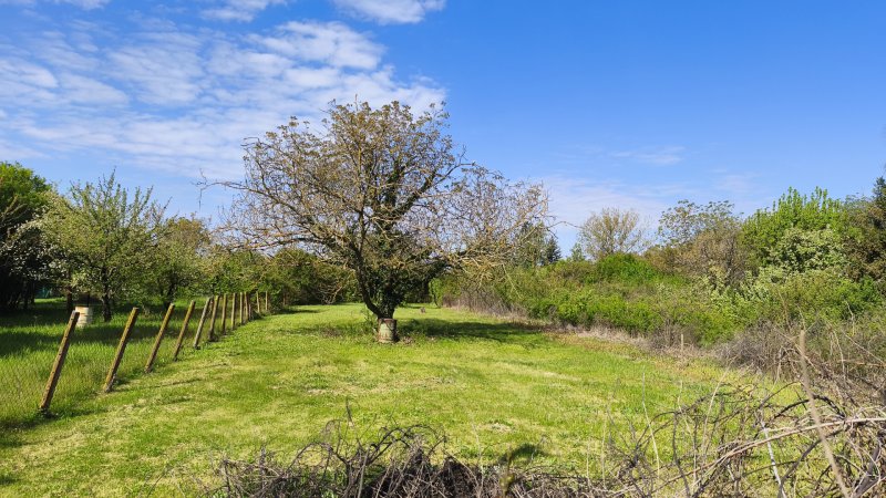  Békéscsabán 806 m2-es zártkert eladó! 