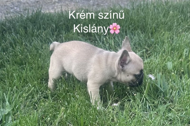 Francia bulldog kiskutyák