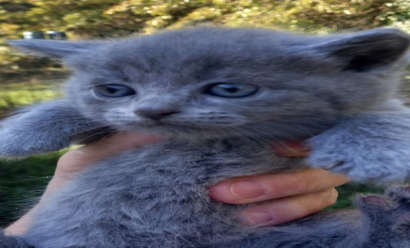 Brit kèk kis cicák