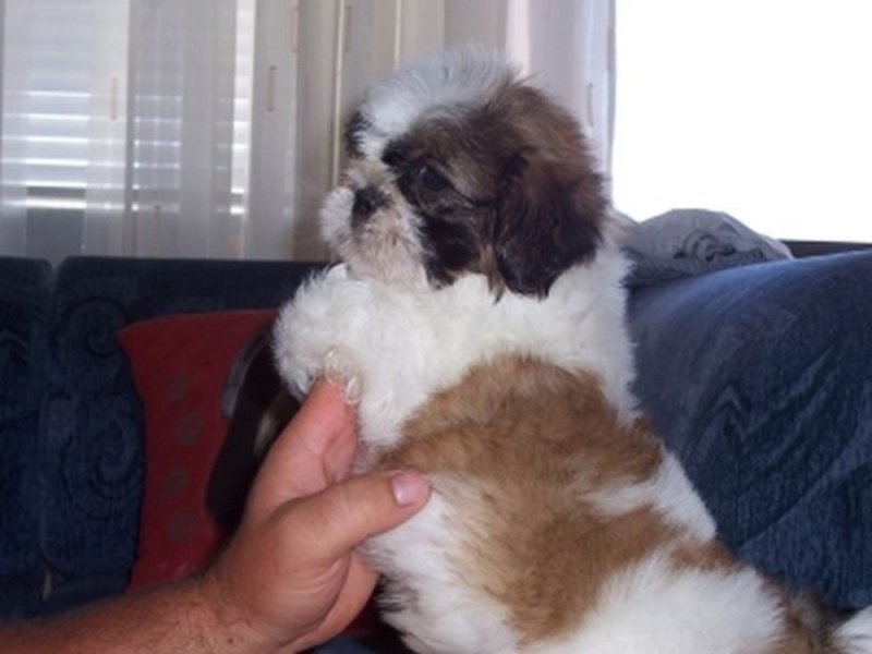 Shih-Tzu kölyök eladó!