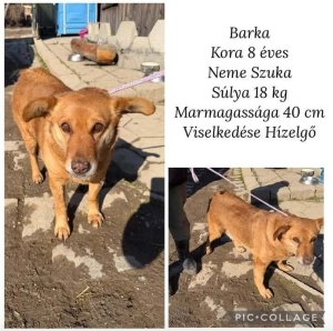 Barka megmenekült a gyepmesteri telepről,mi új gazdit keresünk neki