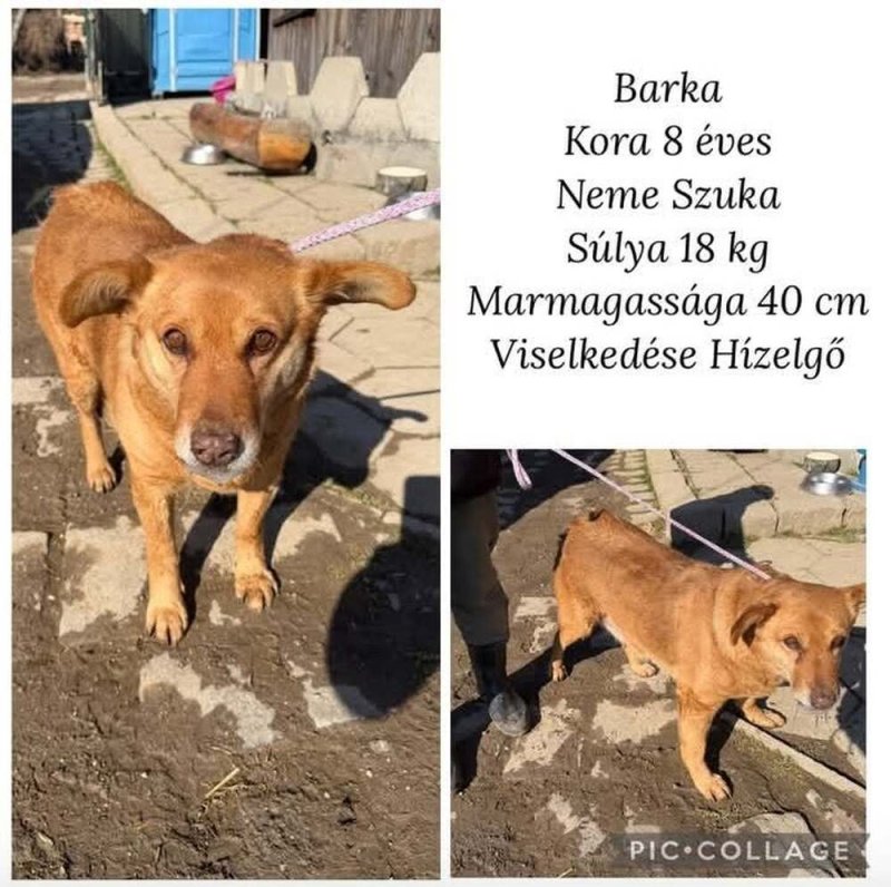 Barka megmenekült a gyepmesteri telepről,mi új gazdit keresünk neki