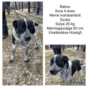Babos, megmenekült a gyepmesteri telepről. Most új gazdira vár