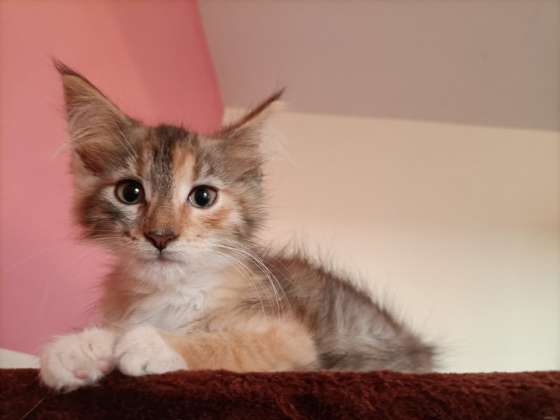 Maine coon