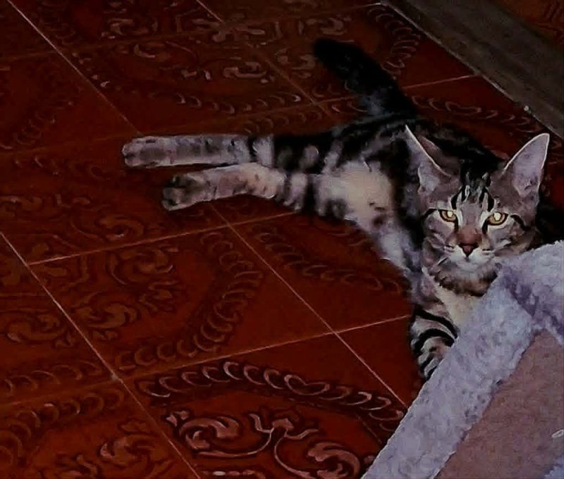 Bengáli-Maine Coon félvér féléves lány cica elado ajándékkal