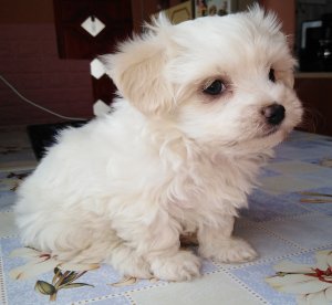 Fehér mini Bichon Havanese