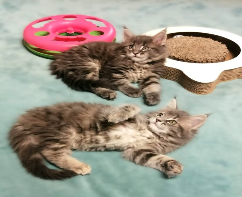 Maine coon kiscica
