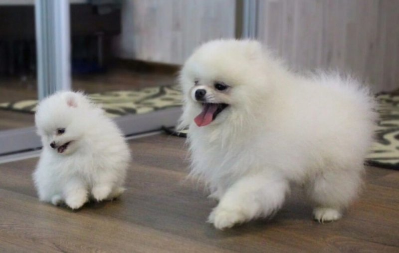 Gyönyörű, tiszta fajtájú törpe pomerániai spicc kölykök