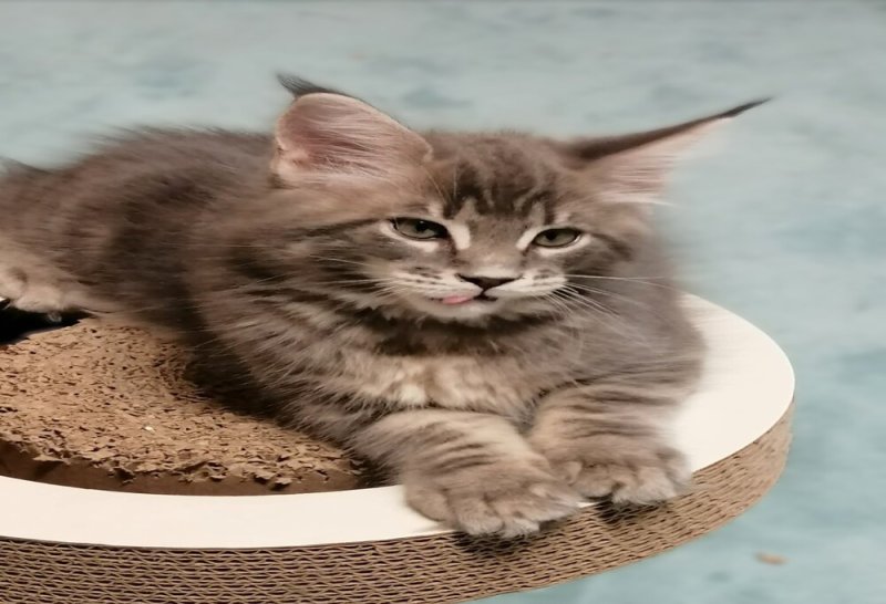 Maine coon kandúr kiscica