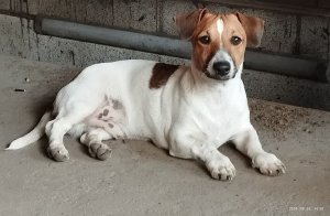 Jack Russell terrier kiskutyák