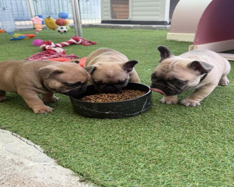 Gyönyörű, három hónapos francia bulldog kölykök