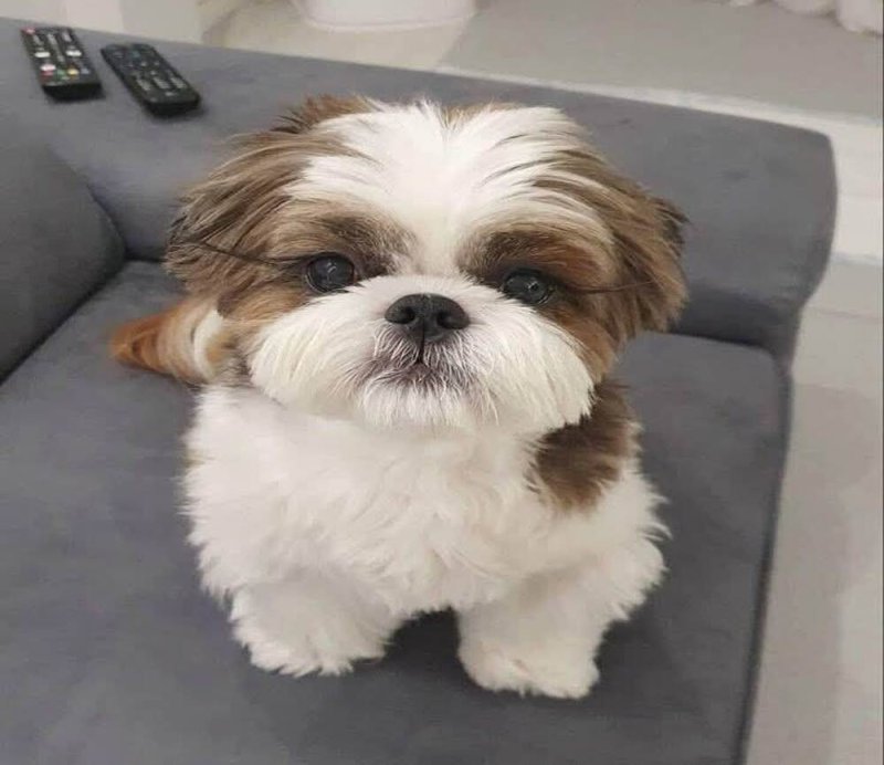 Gyönyörű, három hónapos Shih Tzu kölykök