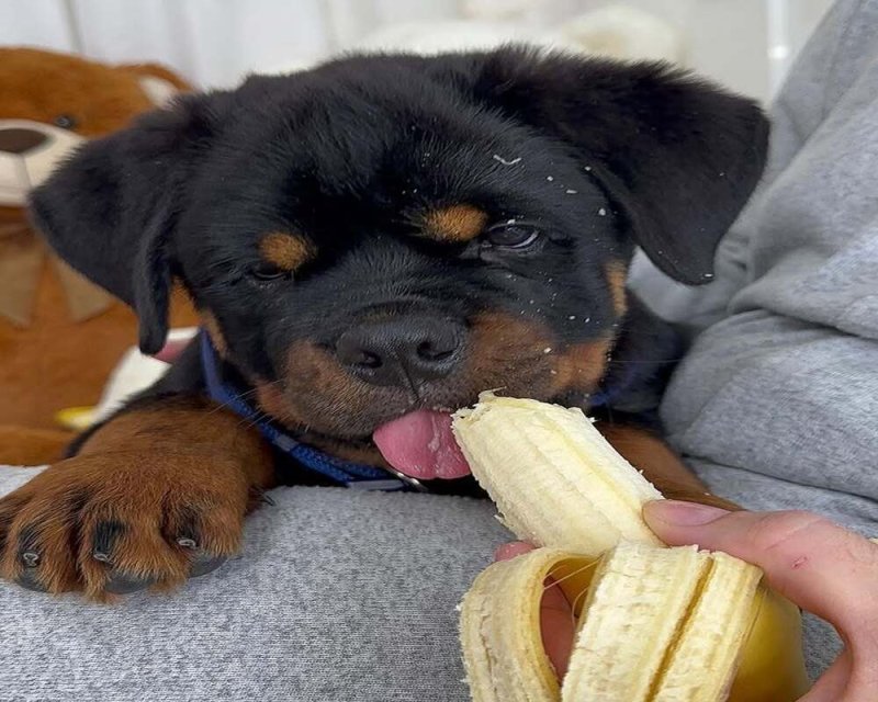 Gyönyörű, három Rottweiler kölykök