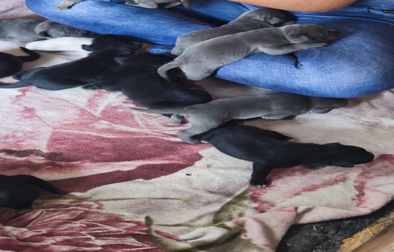 Cane corso kiskutyák előjegyezhetők