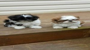 Gyönyörű, három hónapos Shih Tzu kölykök
