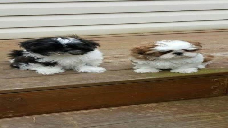 Gyönyörű, három hónapos Shih Tzu kölykök