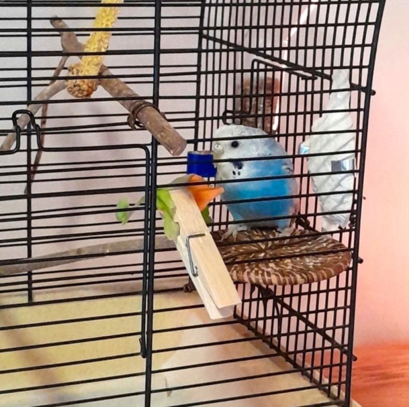 3 HÓNAPOS ÉGSZÍNKÉK FIÚ HULLÁMOS PAPAGÁJ