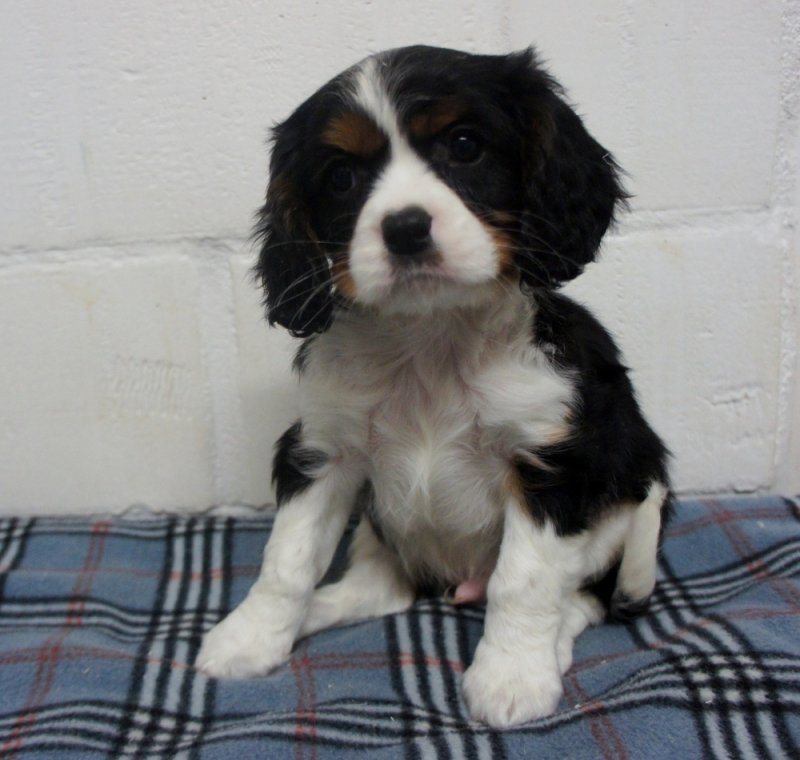 Gyönyörű fajtatiszta Cavalier King Charles kölykök