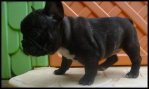 Gyönyörű fajtatiszta francia bulldog kölyök
