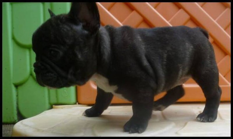 Gyönyörű fajtatiszta francia bulldog kölyök