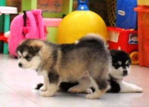 Gyönyörű fajtatiszta szibériai husky kiskutya