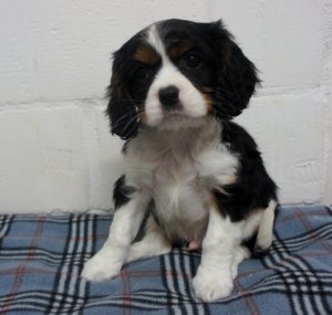Gyönyörű fajtatiszta Cavalier King Charles kölyökkutya