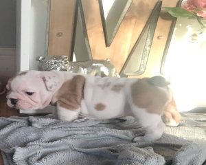 Gyönyörű fajtatiszta angol bulldog kiskutya