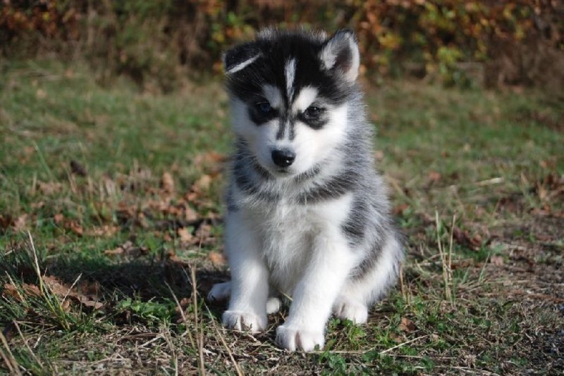 Gyönyörű fajtatiszta szibériai husky kiskutya