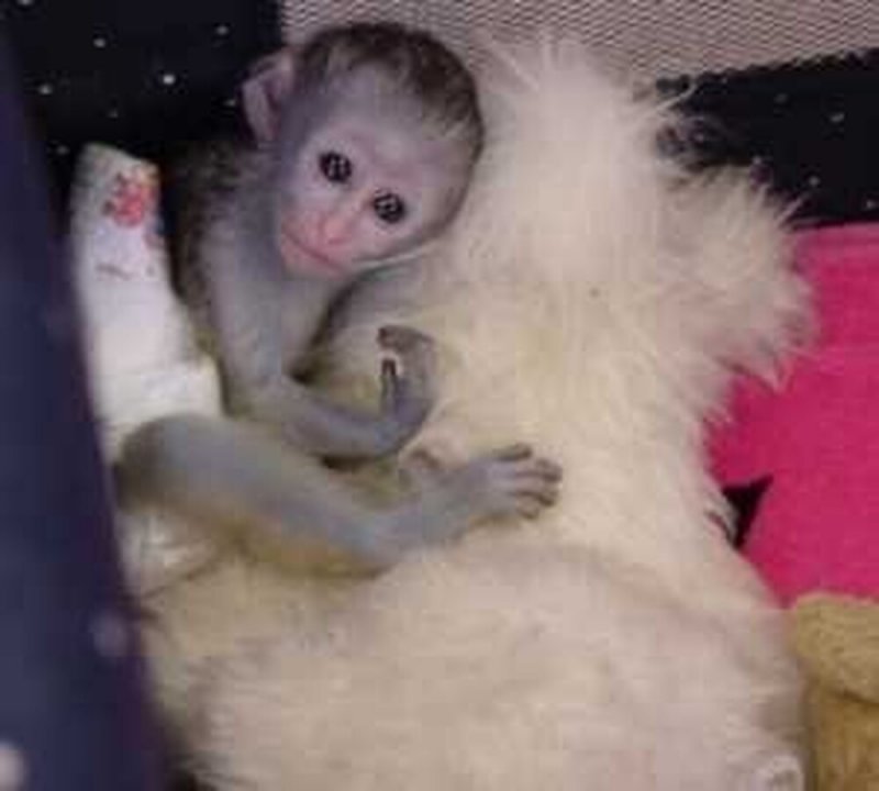 Újszülött majom babák eladók