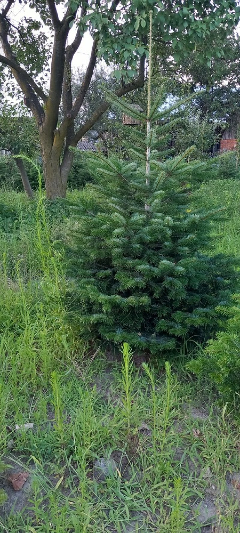 Lucfenyő, nordmann fenyőfa, karácsonyfa