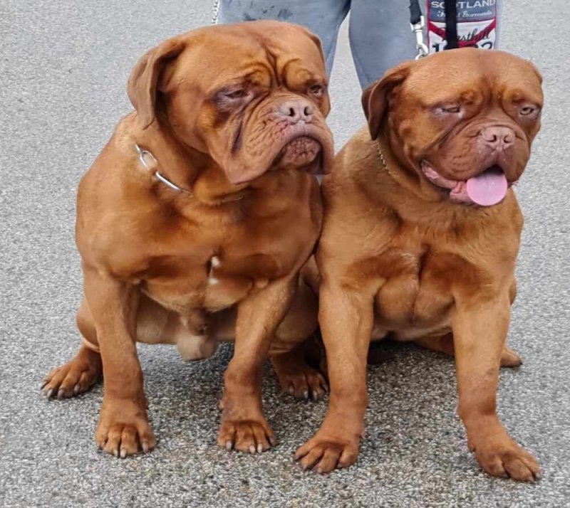 Bordeauxi Dog pár