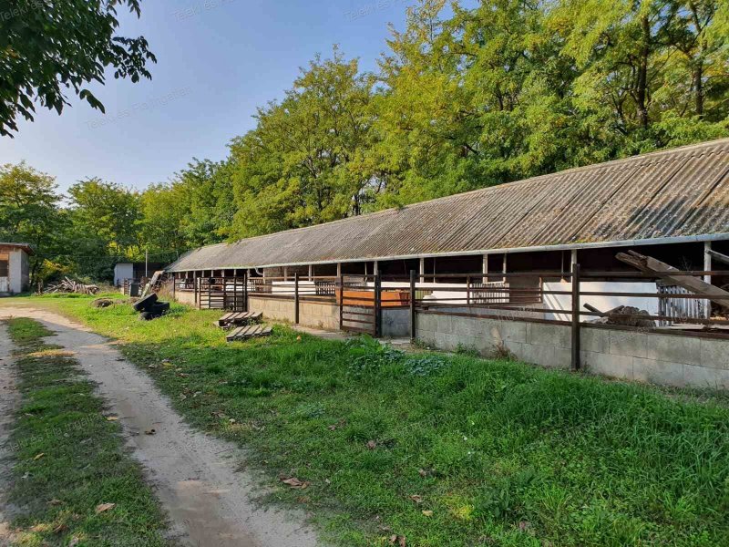 Albertirsa határában festői környezetben állattartásra alkalmas tanya eladó