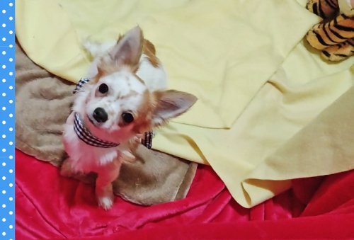 Chihuahua Edit