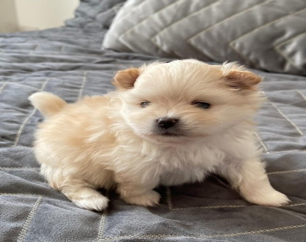 Cute and adorable Pomapoo puppies are ready for their new home Whatsapp@+37065231270
