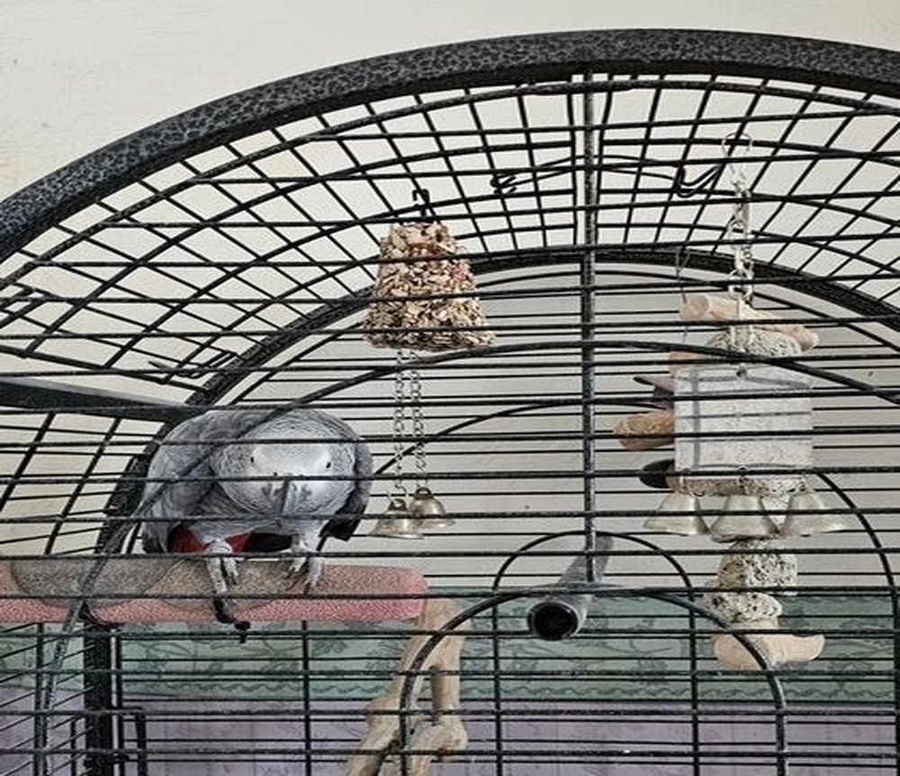 ** Female African Grey Parrot For Sale **