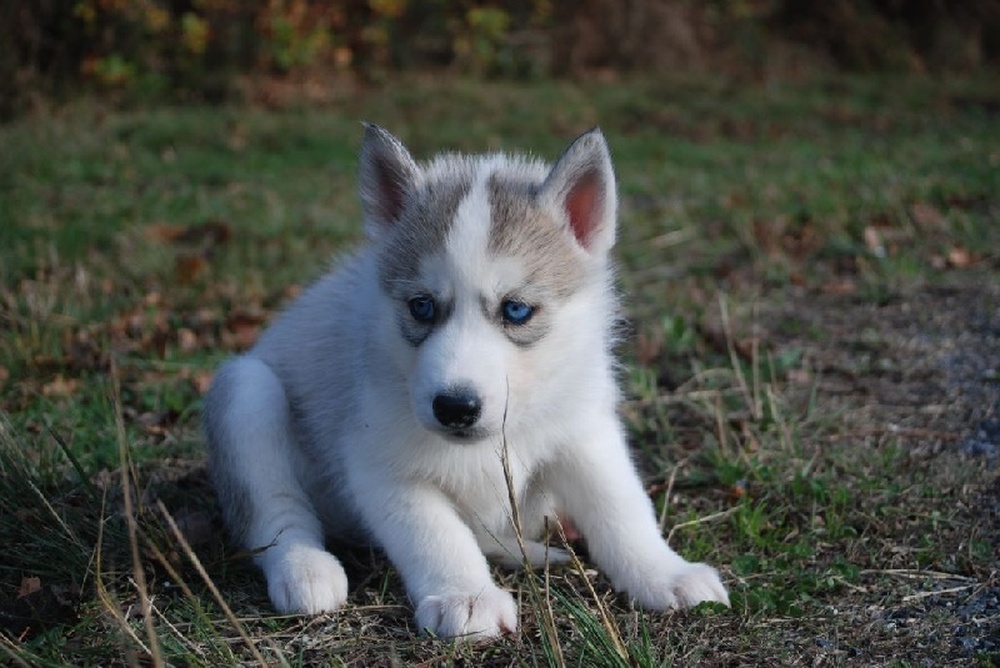 Gyönyörű szibériai husky fajtatiszta kölykök