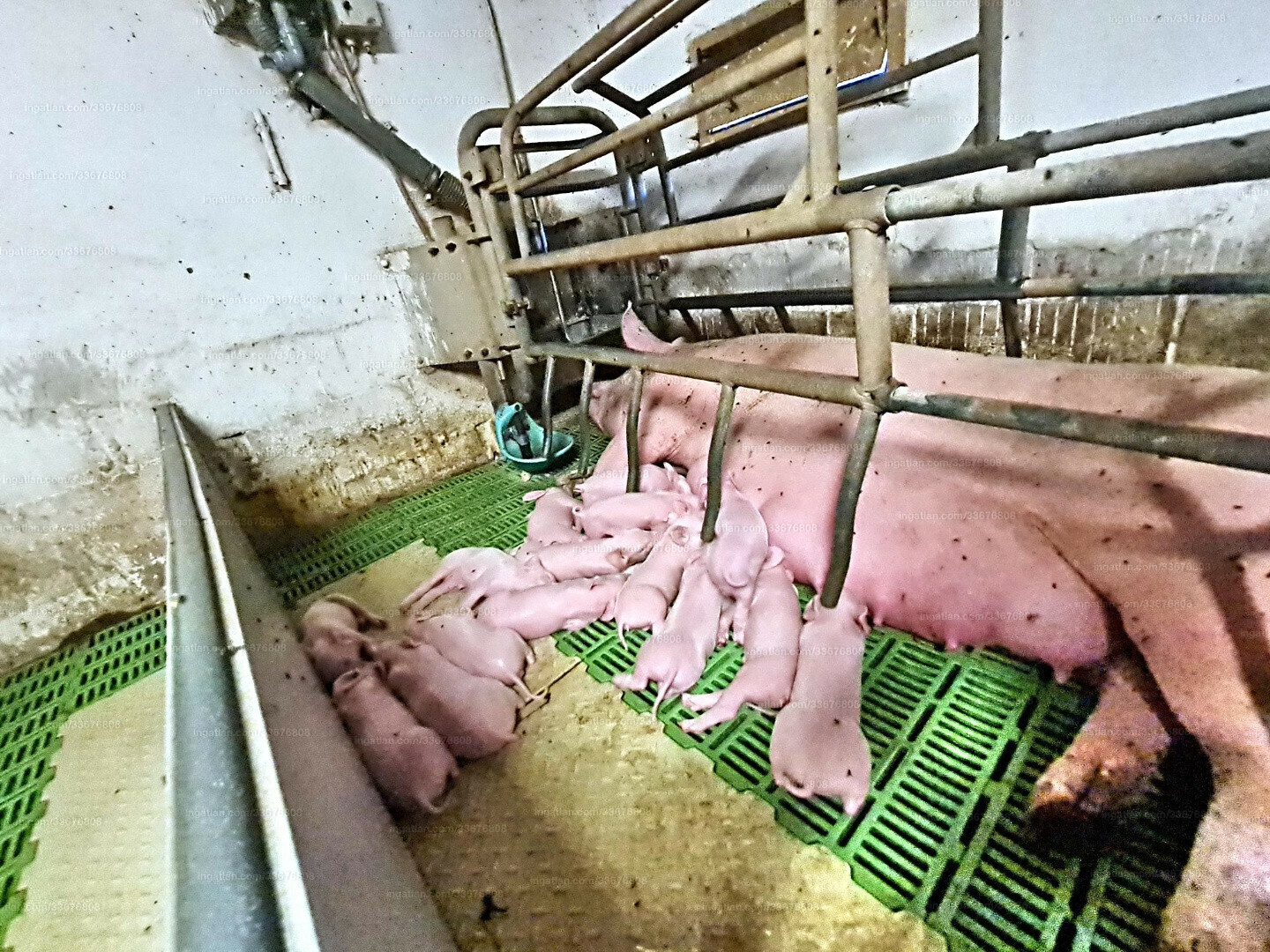 Semjénházán 6.5 hektár összterületű sertéstelep eladó