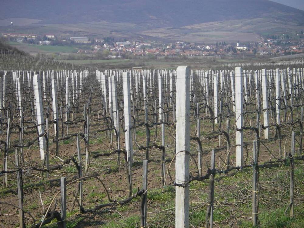 Kerítés a gyártótól: szőlőoszlop, szőlőkaró, huzal, vadháló, drótfonat