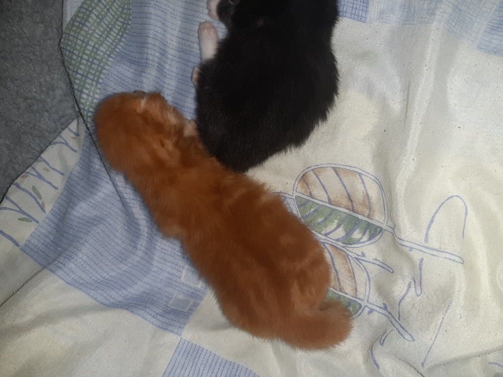 Eladó Maine Coon kiscicák