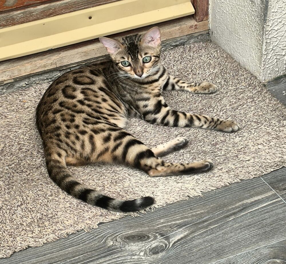 Eladó Fanni Bengáli kislány