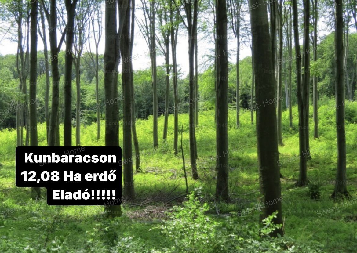Kunbaracsi Erdő 12,08 Ha