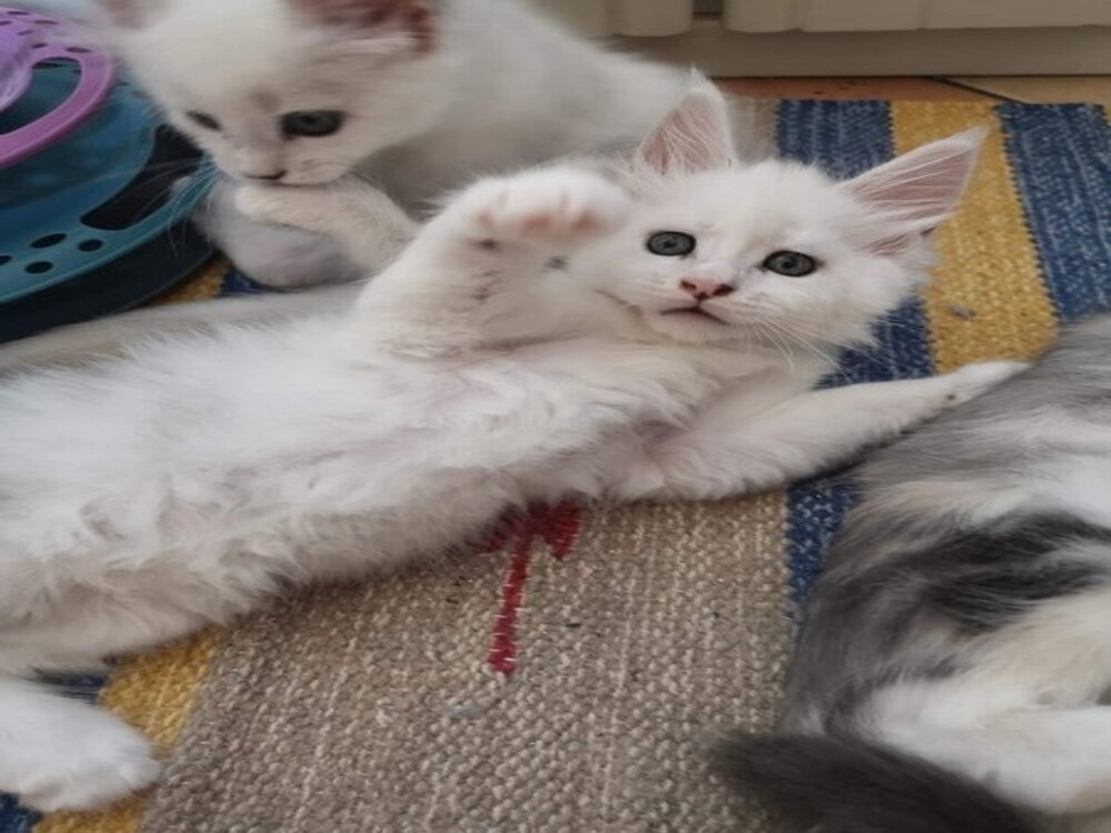 Maine coon Perzsa kiscicák