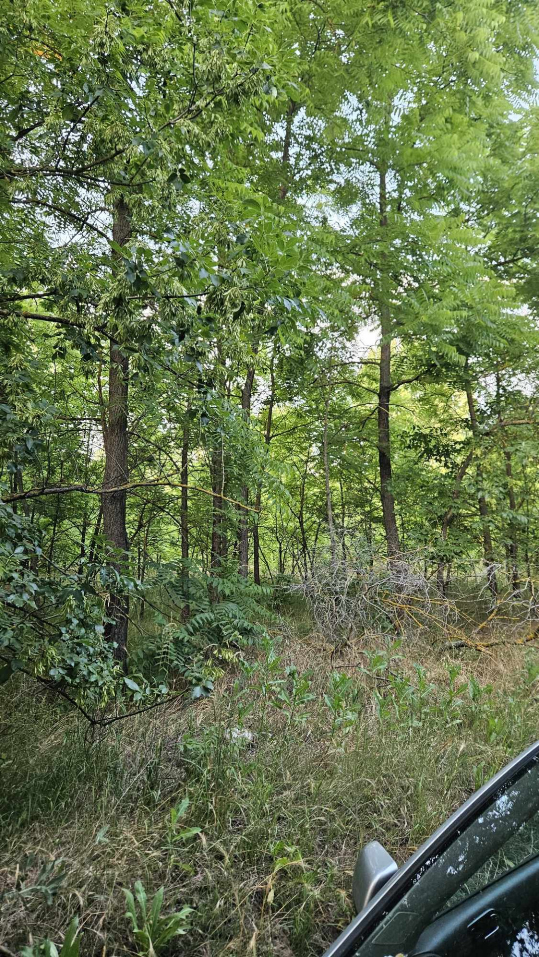 Tápiószentmártonban 11,5HA -os erdő eladó!