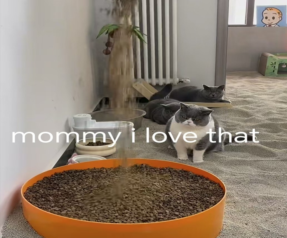 cat litter