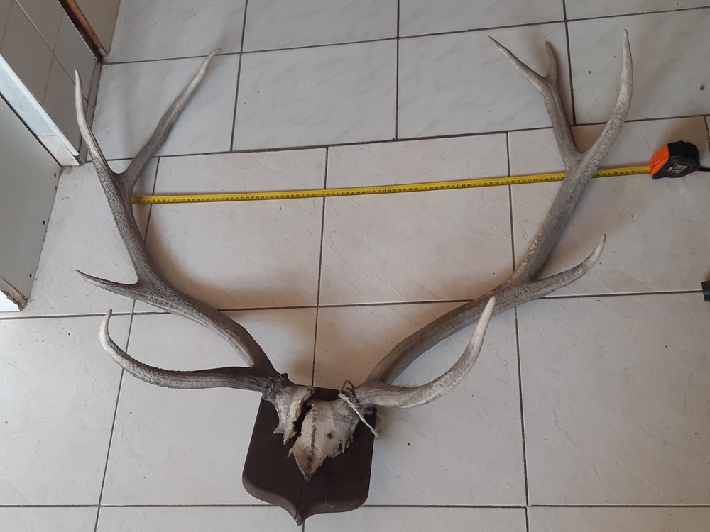 Szarvas agancs trófea nagy 75cm és régi
