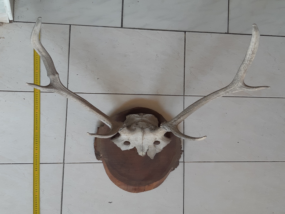 Szarvas agancs trófea közepes 55cm és régi