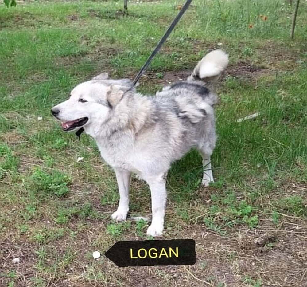 Logant nagyon rossz helyről mentettük. Gazdit keresünk neki