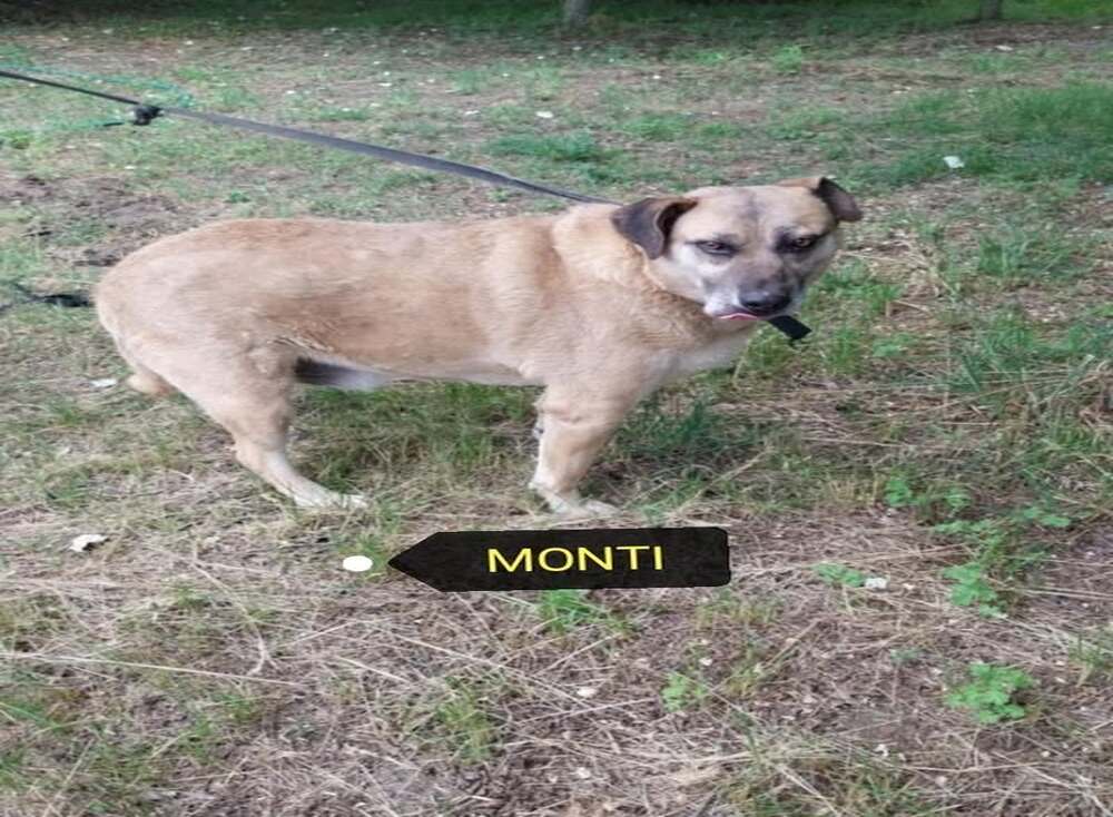 Montinak szerető gazdit keresünk