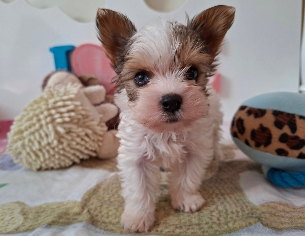 Yorkshire terrier 4 kisfiú (yorki)