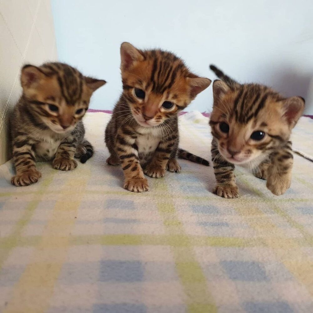 Bengal kitten for adoption